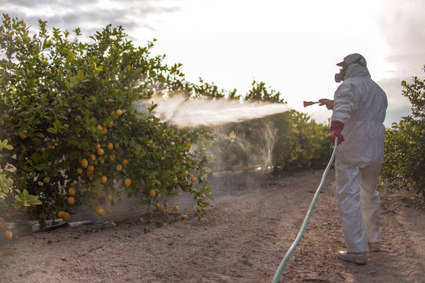 Best Local Pest Control Services  in West Whittier Los Nietos, CA