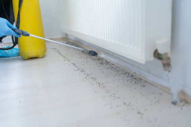 Best Termite Control Services  in West Whittier Los Nietos, CA